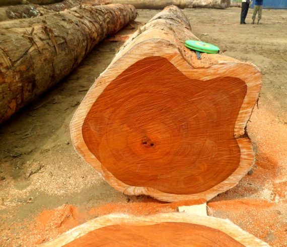 Padauk-Wood-Logs2-570x492-2