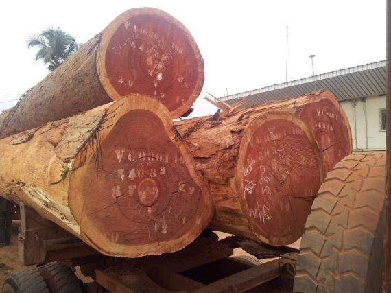 Sapele-Wood-Logs-570x427-1