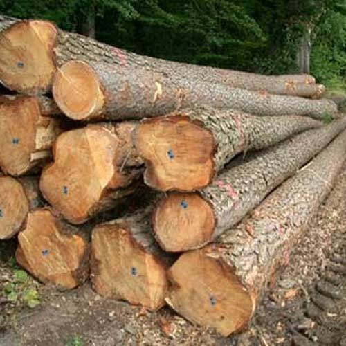 Teak-Wood-Logs