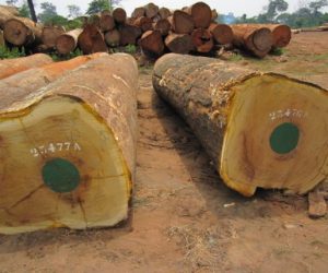 Iroko-Wood-Logs-570x428-1