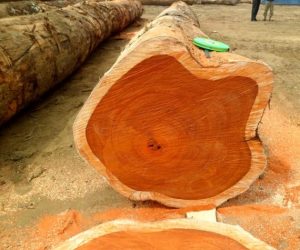 Padauk-Wood-Logs2-570x492-2