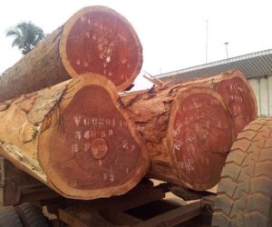 Sapele-Wood-Logs-570x427-1