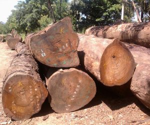 tali-wood-logs-1525081650-3815274